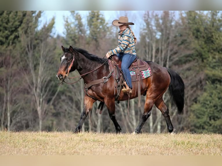 American Quarter Horse Gelding 12 years 14.3 hh Bay in Clarion