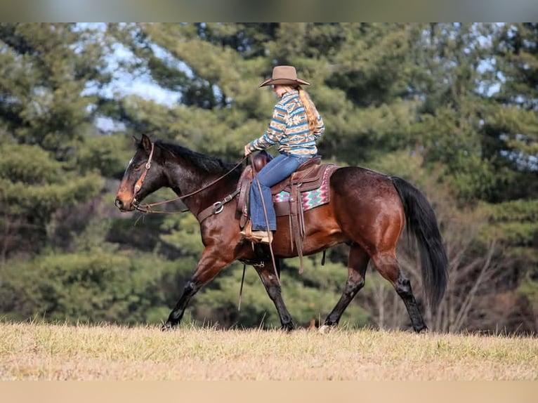 American Quarter Horse Gelding 12 years 14.3 hh Bay in Clarion