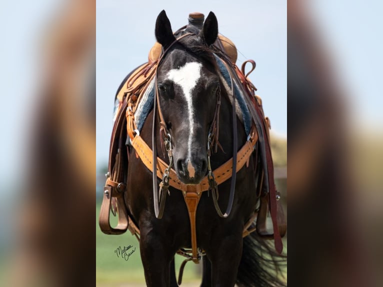 American Quarter Horse Gelding 12 years 14,3 hh Black in River Falls Wi