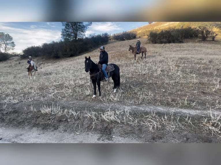 American Quarter Horse Gelding 12 years 14,3 hh Black in Paicines CA