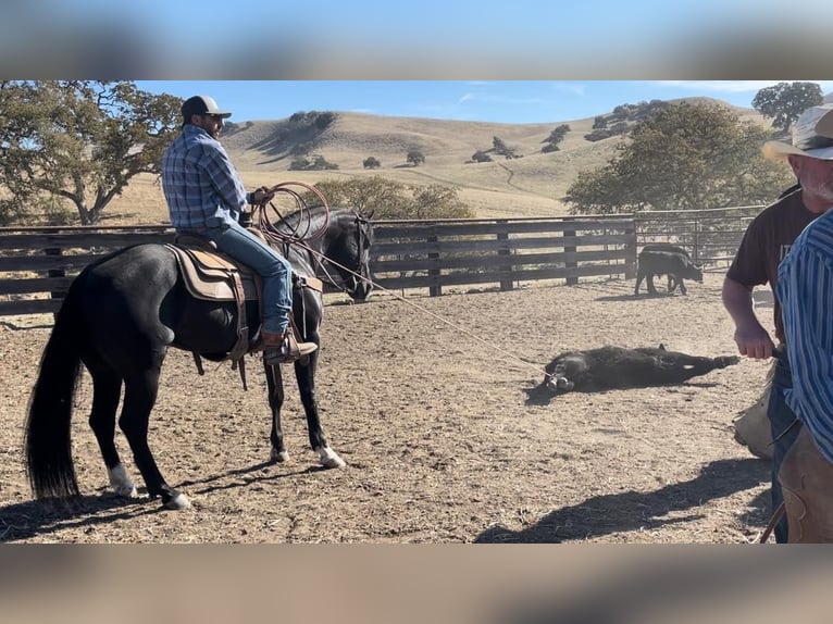 American Quarter Horse Gelding 12 years 14,3 hh Black in Paicines CA