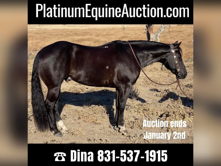 American Quarter Horse Gelding 12 years 14,3 hh Black in Paicines CA