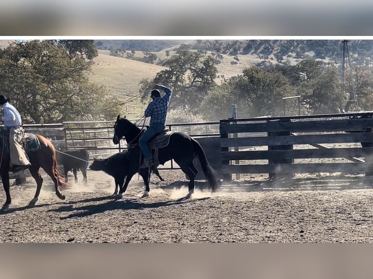 American Quarter Horse Gelding 12 years 14,3 hh Black in Paicines CA