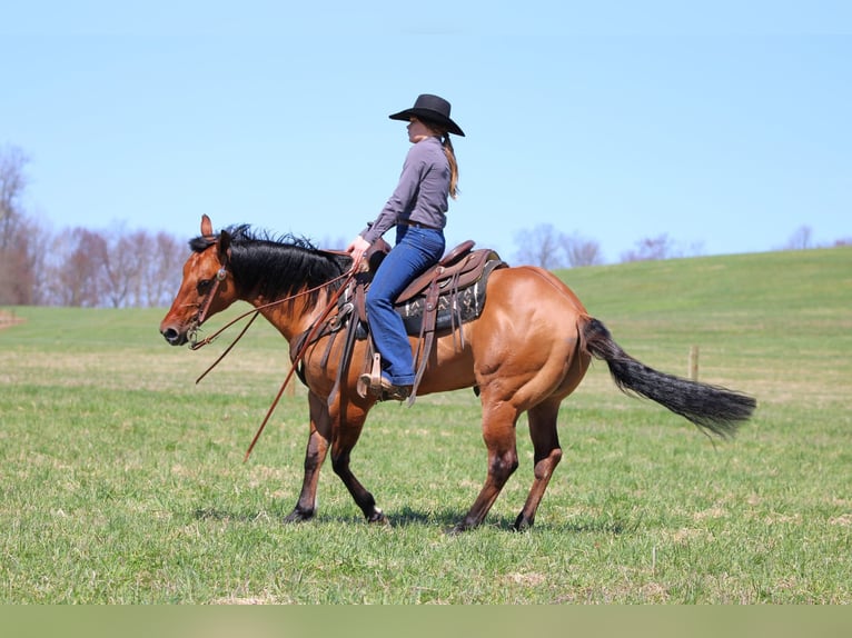 American Quarter Horse Gelding 12 years 14,3 hh Buckskin in Clarion
