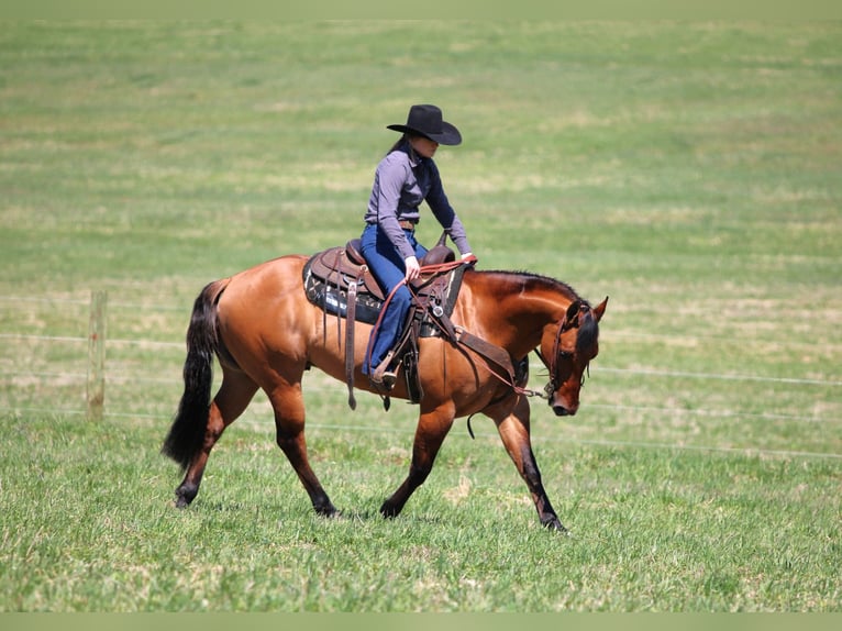 American Quarter Horse Gelding 12 years 14,3 hh Buckskin in Clarion