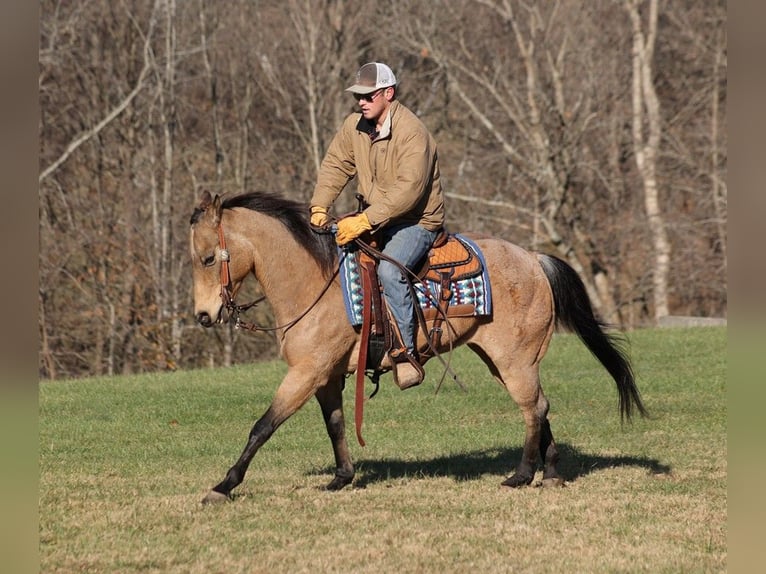 American Quarter Horse Gelding 12 years 14,3 hh Buckskin in Mount Vernon