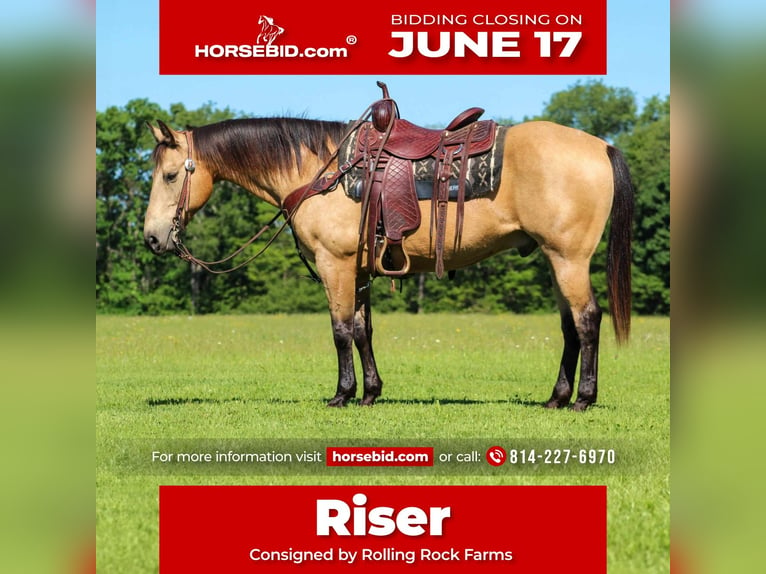 American Quarter Horse Gelding 12 years 14,3 hh Buckskin in Clarion, PA