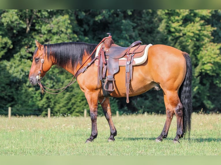 American Quarter Horse Gelding 12 years 14,3 hh Buckskin in Clarion