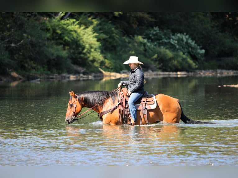 American Quarter Horse Gelding 12 years 14,3 hh Buckskin in Clarion