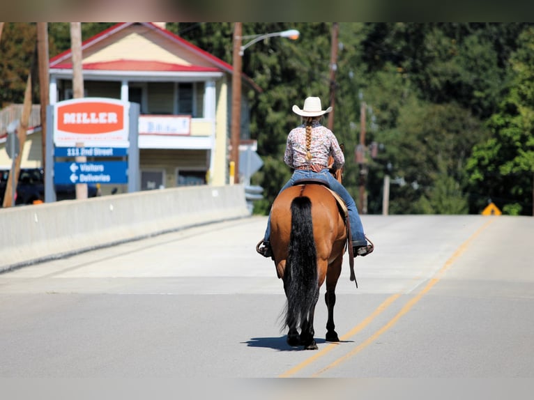 American Quarter Horse Gelding 12 years 14,3 hh Buckskin in Clarion