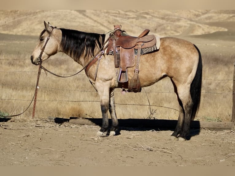 American Quarter Horse Gelding 12 years 14.3 hh Buckskin in Paicines CA
