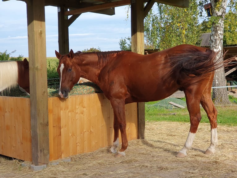 American Quarter Horse Gelding 12 years 14,3 hh Chestnut in Uehlfeld