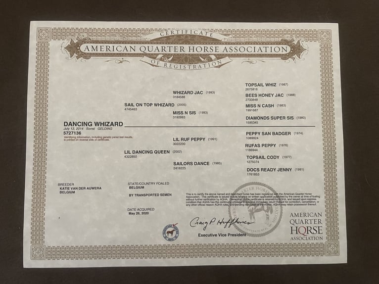 American Quarter Horse Gelding 12 years 14.3 hh Chestnut-Red in Rhede