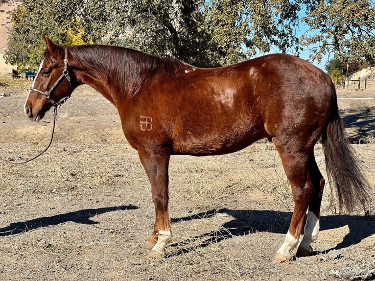 American Quarter Horse Gelding 12 years 14,3 hh Chestnut in Bitterwater CA