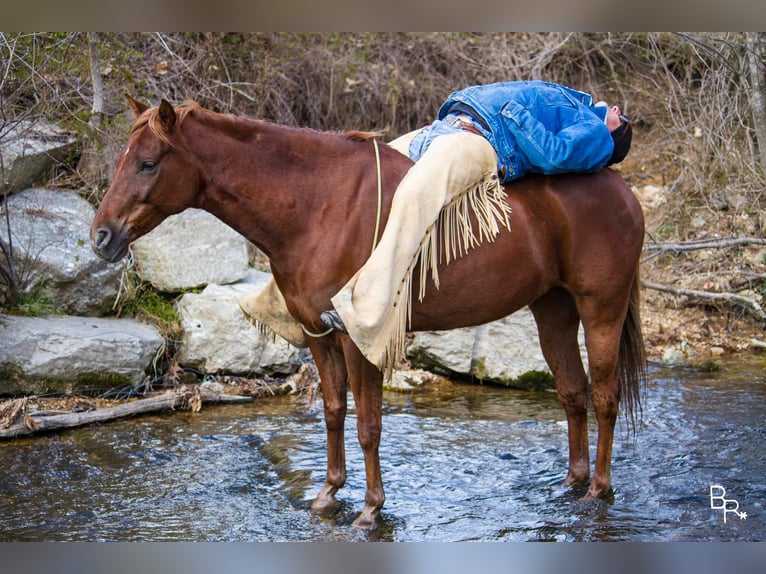 American Quarter Horse Gelding 12 years 14,3 hh Chestnut in Mountain Grove MO