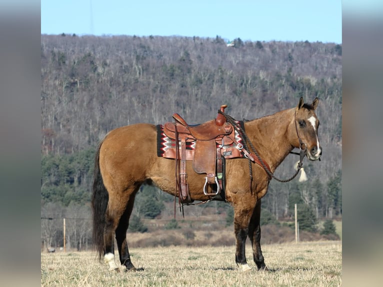 American Quarter Horse Gelding 12 years 14,3 hh Dun in Rebersburg, PA