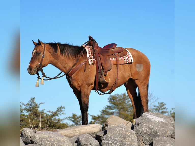 American Quarter Horse Gelding 12 years 14,3 hh Dun in Rebersburg, PA