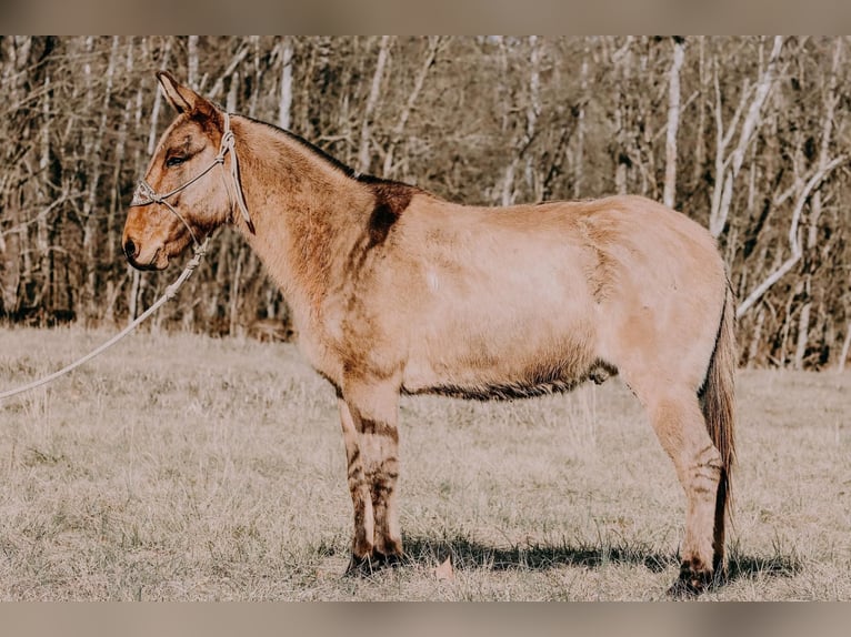 American Quarter Horse Gelding 12 years 14,3 hh Dun in Hillsboro Ky
