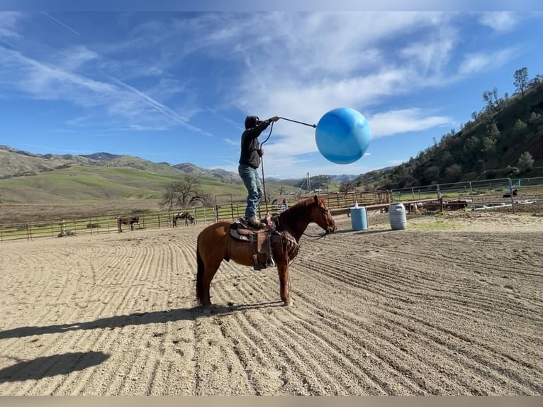 American Quarter Horse Gelding 12 years 14,3 hh Dun in Paicines CA