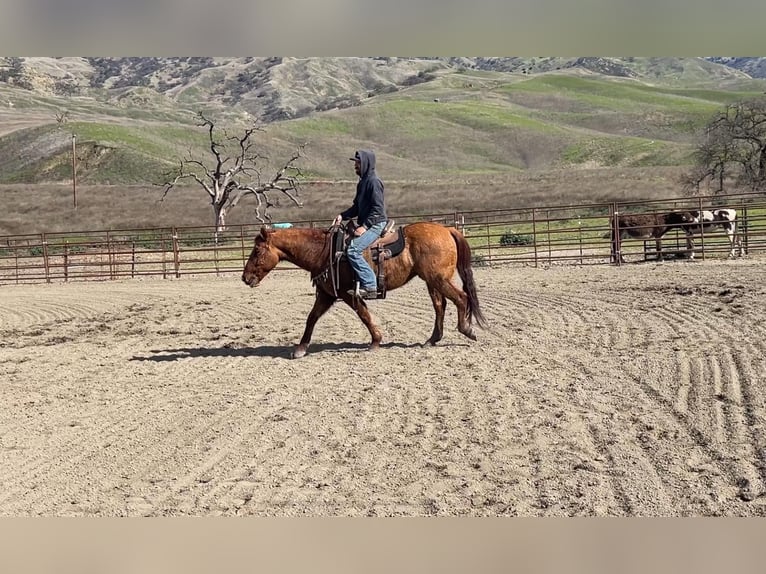 American Quarter Horse Gelding 12 years 14,3 hh Dun in Paicines CA