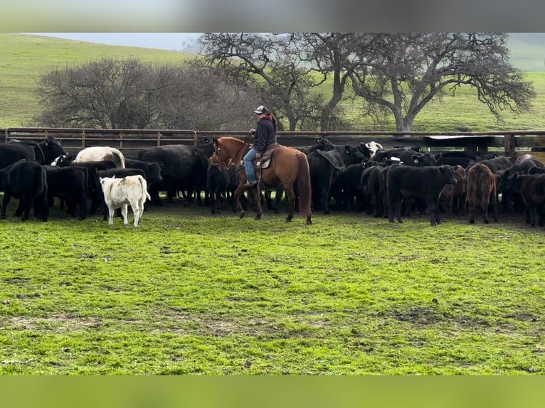 American Quarter Horse Gelding 12 years 14,3 hh Dun in Paicines CA