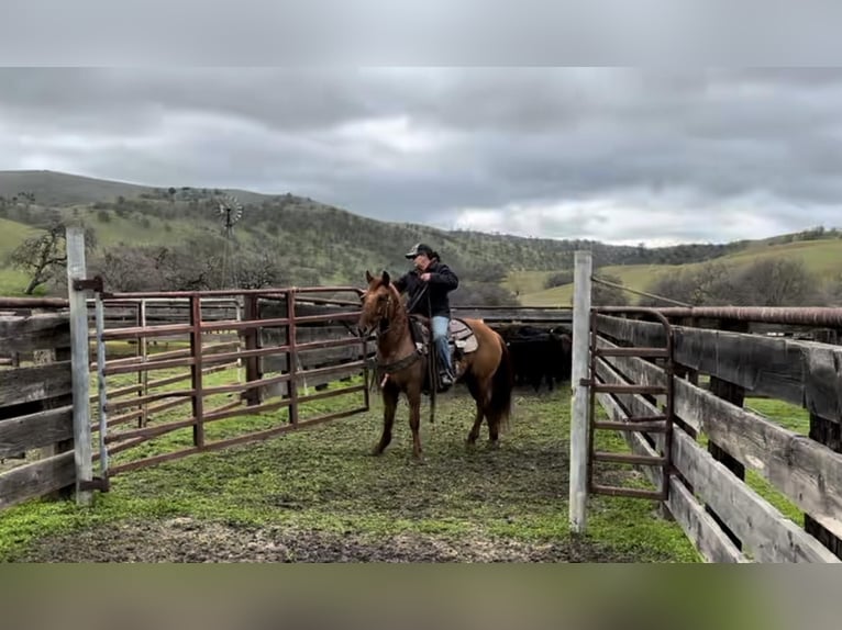 American Quarter Horse Gelding 12 years 14,3 hh Dun in Paicines CA