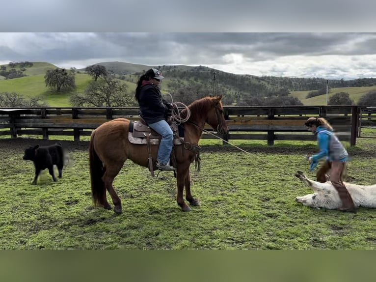 American Quarter Horse Gelding 12 years 14,3 hh Dun in Paicines CA