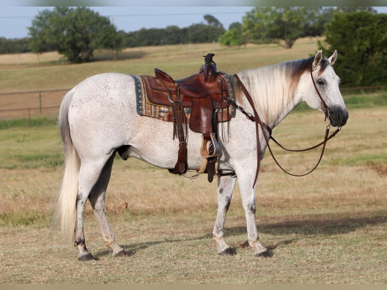 American Quarter Horse Gelding 12 years 14,3 hh Gray in Joshua TX