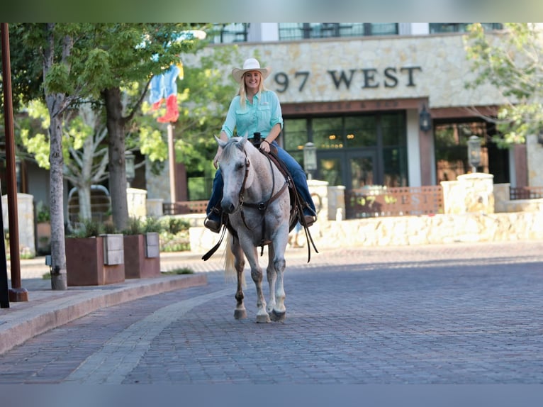 American Quarter Horse Gelding 12 years 14,3 hh Gray in Joshua TX