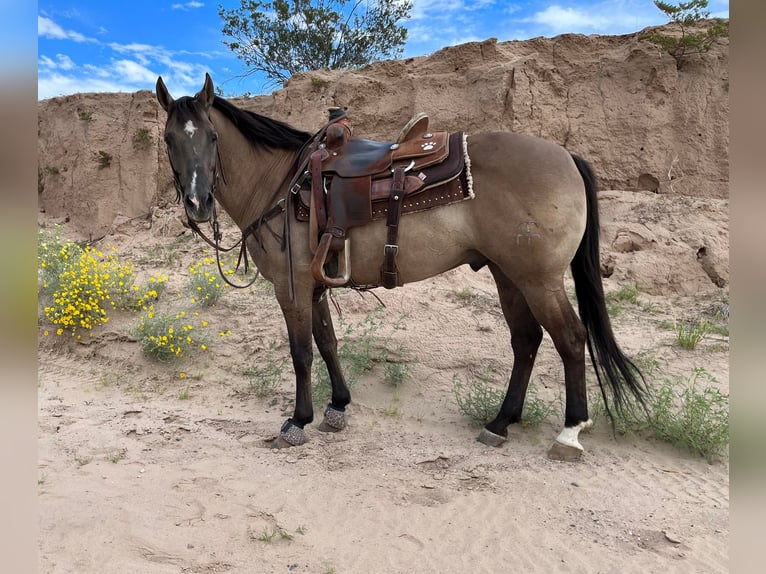 American Quarter Horse Gelding 12 years 14,3 hh Grullo in El Paso Tx