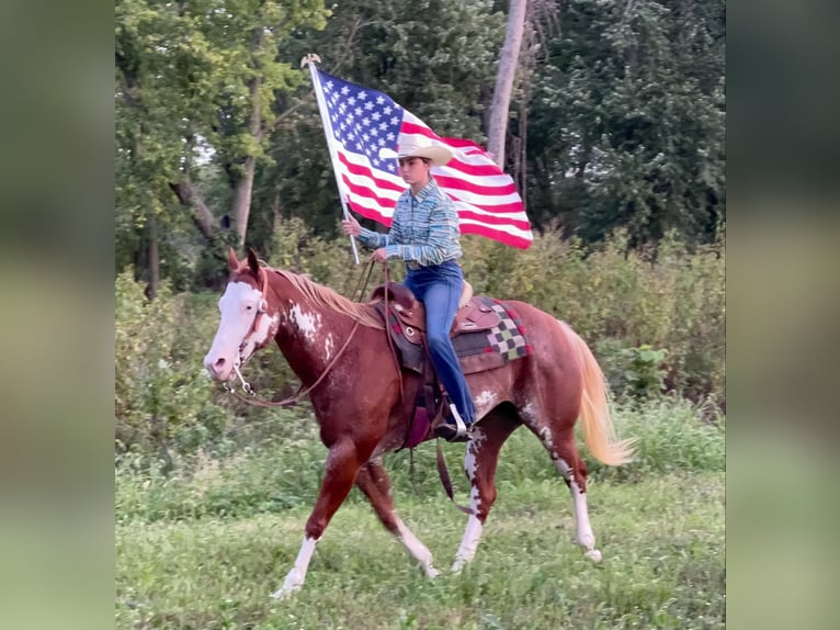 American Quarter Horse Gelding 12 years 14,3 hh Overo-all-colors in Lisbon IA