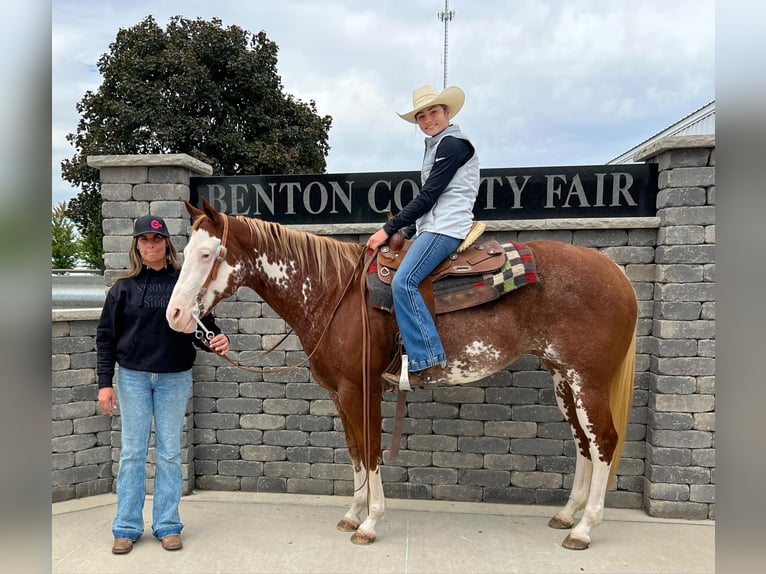 American Quarter Horse Gelding 12 years 14,3 hh Overo-all-colors in Lisbon IA