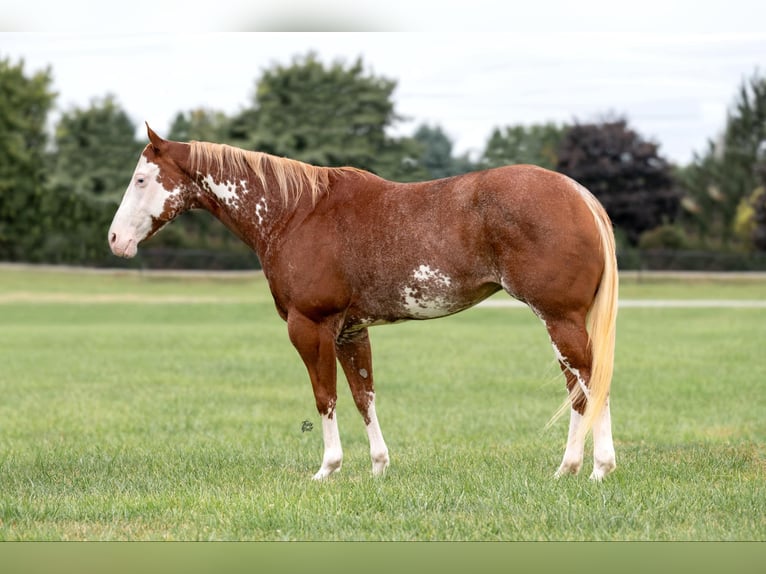 American Quarter Horse Gelding 12 years 14,3 hh Overo-all-colors in Lisbon IA