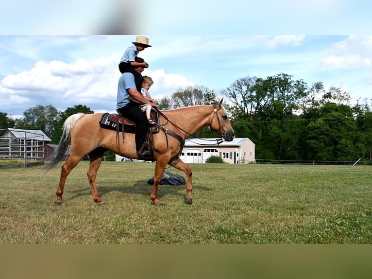 American Quarter Horse Gelding 12 years 14,3 hh Palomino in Rebersburg, PA