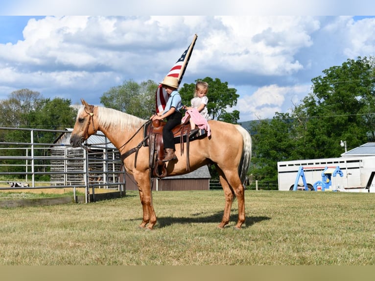 American Quarter Horse Gelding 12 years 14,3 hh Palomino in Rebersburg, PA
