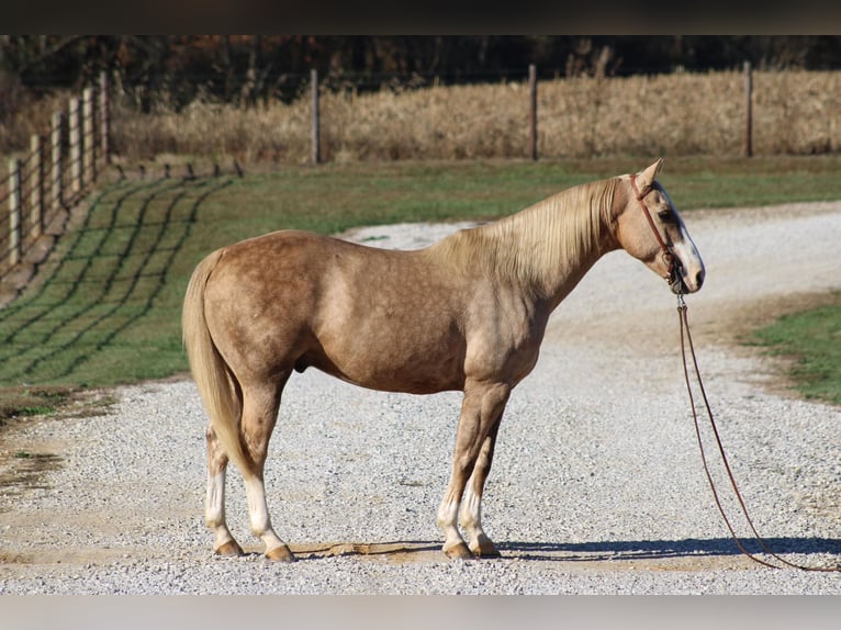 American Quarter Horse Gelding 12 years 14,3 hh Palomino in Sonora, KY