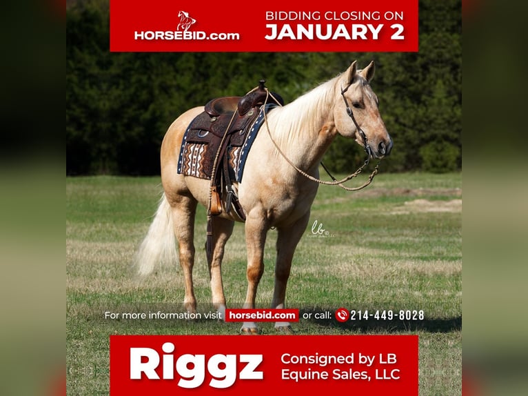 American Quarter Horse Gelding 12 years 14,3 hh Palomino in Terrell, TX