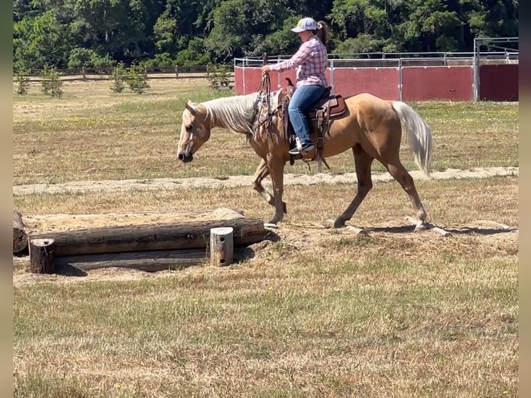 American Quarter Horse Gelding 12 years 14,3 hh Palomino in Bitterwater CA