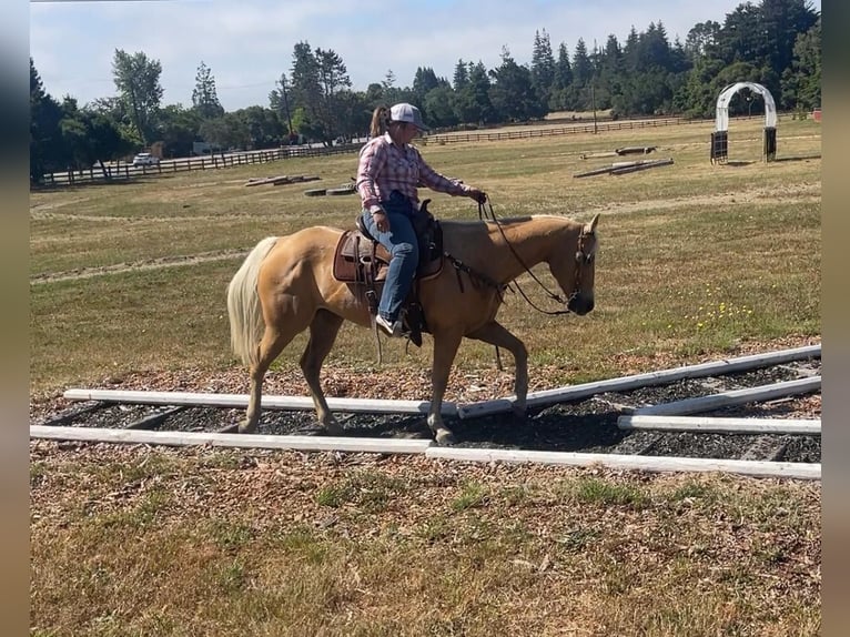 American Quarter Horse Gelding 12 years 14,3 hh Palomino in Bitterwater CA