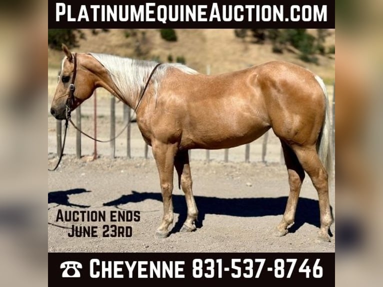 American Quarter Horse Gelding 12 years 14,3 hh Palomino in Bitterwater CA