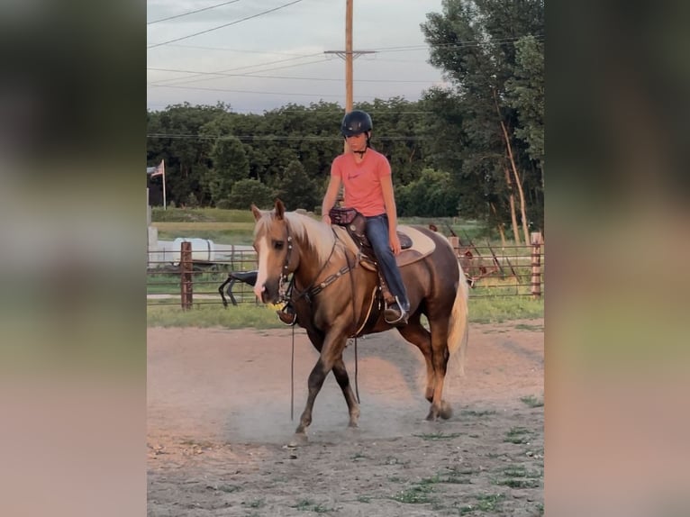 American Quarter Horse Gelding 12 years 14,3 hh Palomino in Lisbon, IA