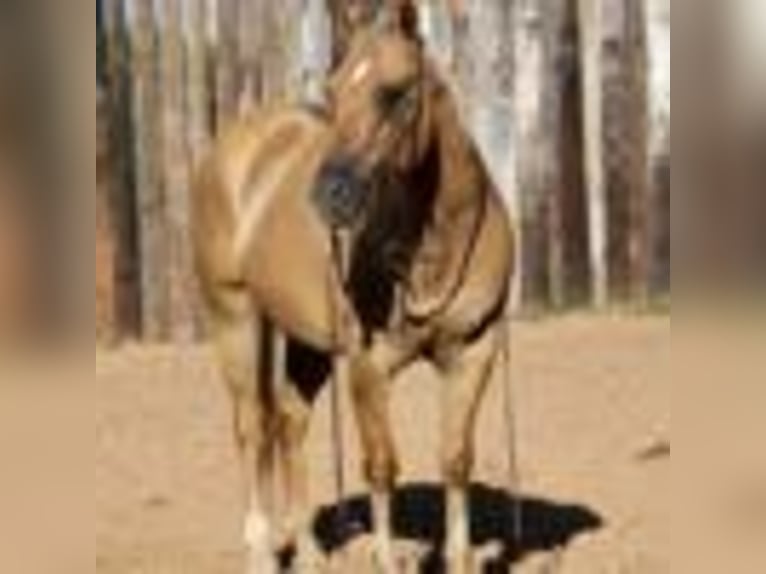 American Quarter Horse Gelding 12 years 14,3 hh Palomino in MOrgan MIll TX