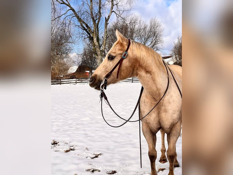 American Quarter Horse Gelding 12 years 14,3 hh Palomino in Mt Hope AL