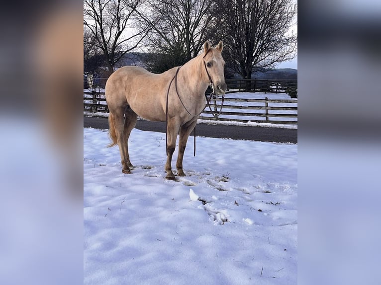 American Quarter Horse Gelding 12 years 14,3 hh Palomino in Mt Hope AL