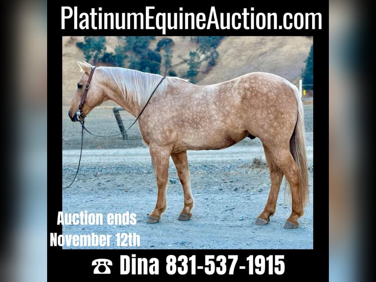 American Quarter Horse Gelding 12 years 14,3 hh Palomino in Paicines CA
