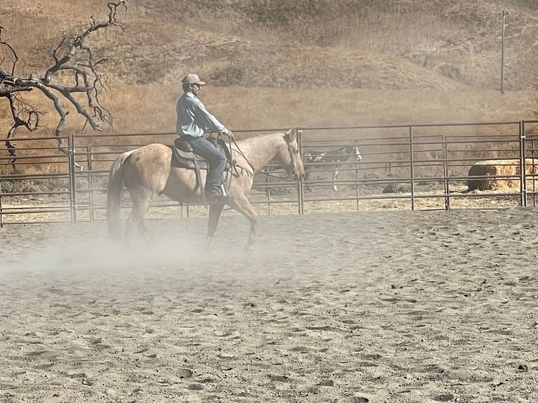 American Quarter Horse Gelding 12 years 14,3 hh Palomino in Paicines CA
