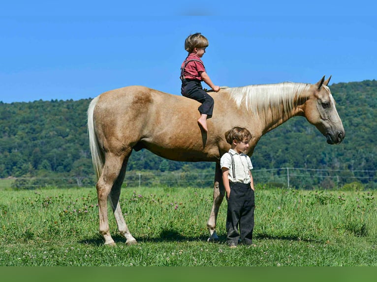 American Quarter Horse Gelding 12 years 14,3 hh Palomino in Rebersburg, PA