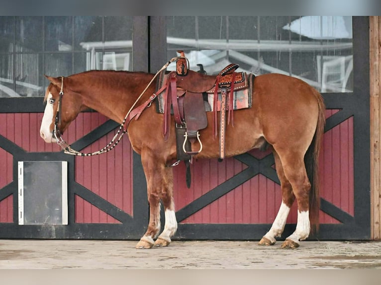 American Quarter Horse Gelding 12 years 14.3 hh Red Dun in Rebersburg