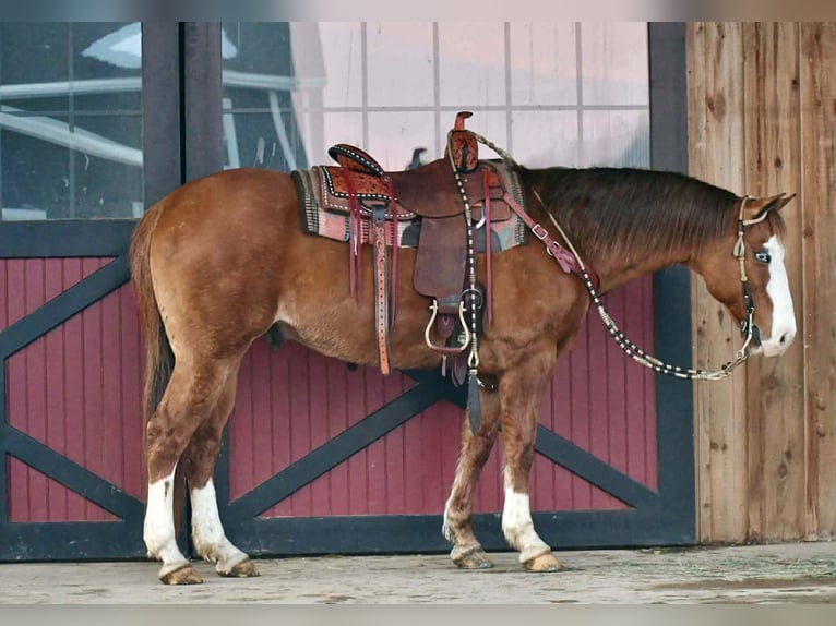 American Quarter Horse Gelding 12 years 14.3 hh Red Dun in Rebersburg