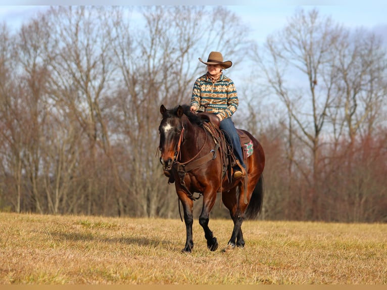 American Quarter Horse Gelding 12 years 14.3 hh Roan-Bay in Clarion, PA